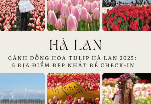 Cánh đồng hoa tulip Hà Lan 2025: 5 địa điểm đẹp nhất để check-in